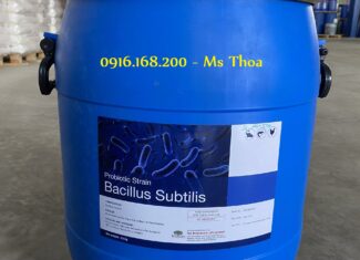 BACILLUS SUBTILIS – Men vi sinh làm sạch nước, giảm tảo ao nuôi